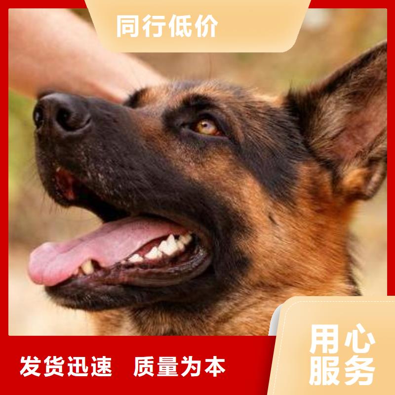 德国牧羊犬罗威纳犬支持定制批发