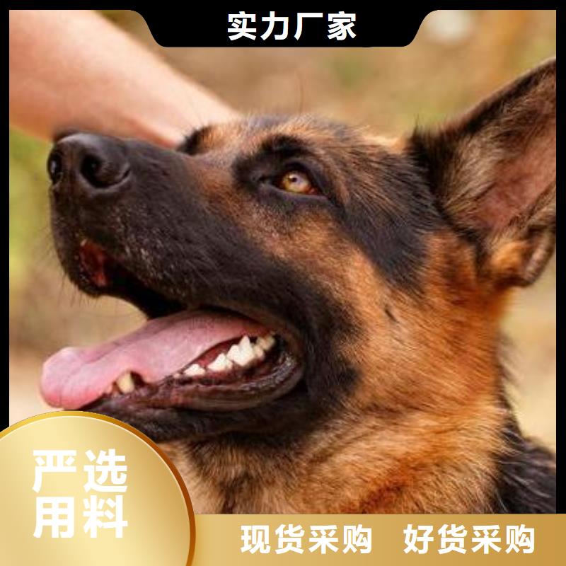 德国牧羊犬马犬定制定做