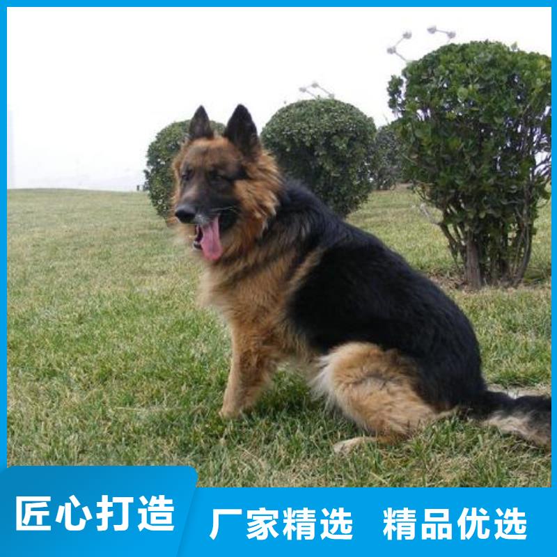 德国牧羊犬_马犬品质优选