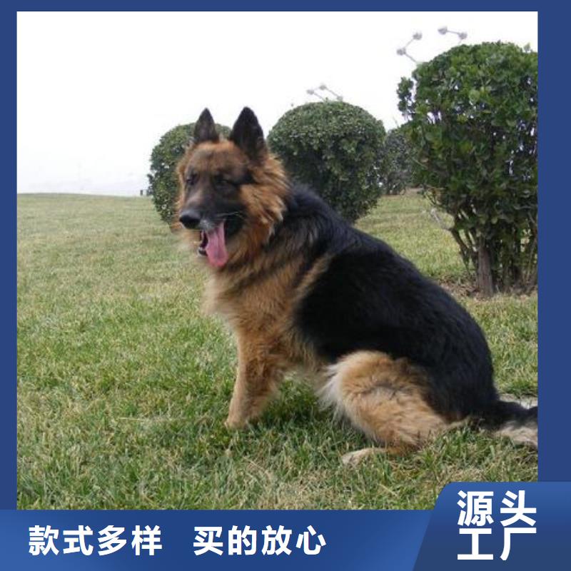 德国牧羊犬,马犬一站式采购商家