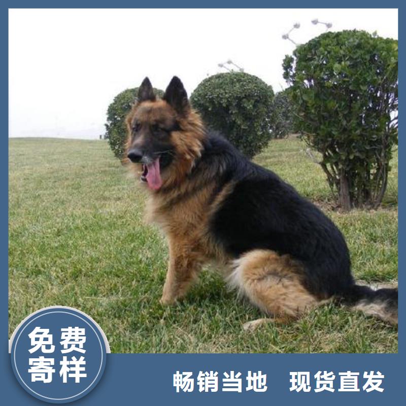 德国牧羊犬【马犬】厂家直销供货稳定