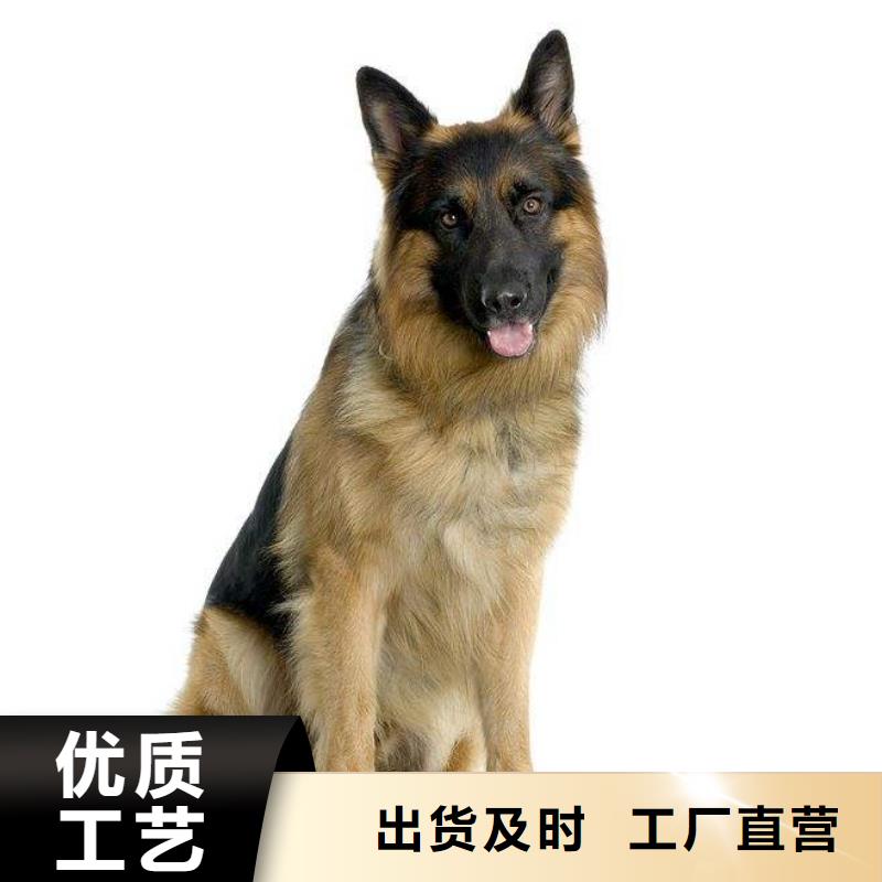 德国牧羊犬德牧犬正规厂家