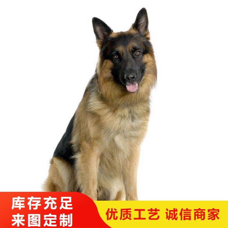 德国牧羊犬黑狼品质做服务