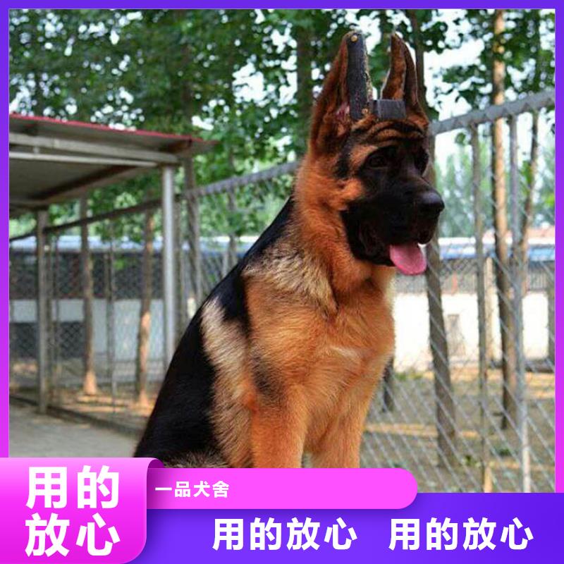 德国牧羊犬_比特犬自有厂家