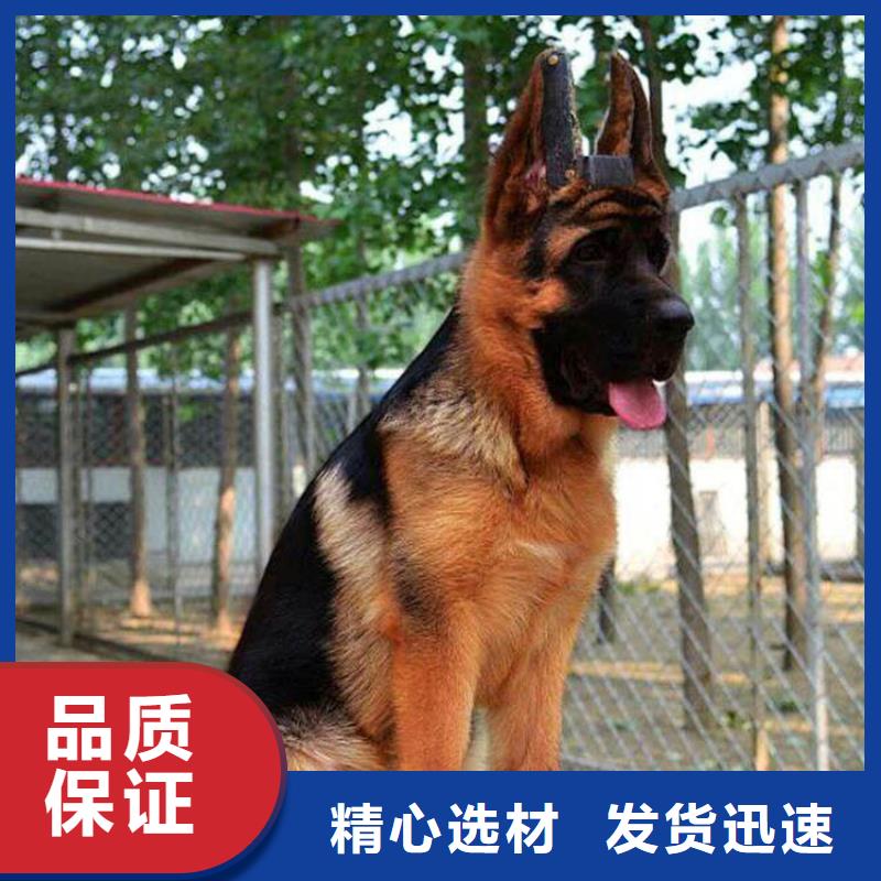 德国牧羊犬_杜宾犬库存量大