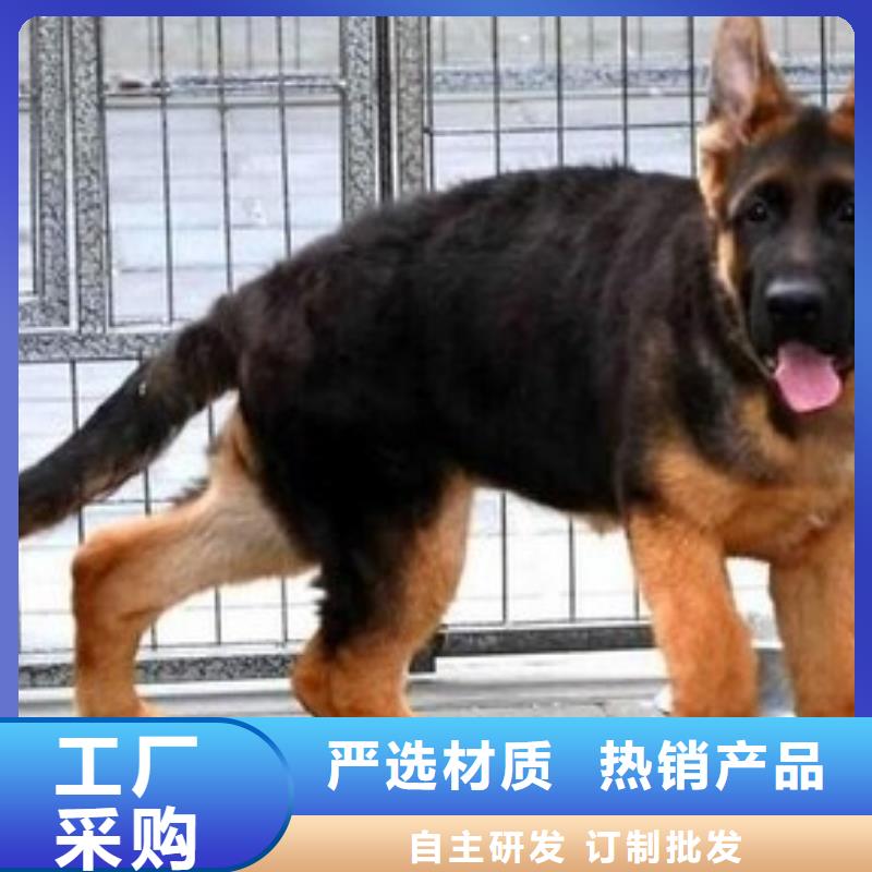 德国牧羊犬-拉布拉多犬产品性能