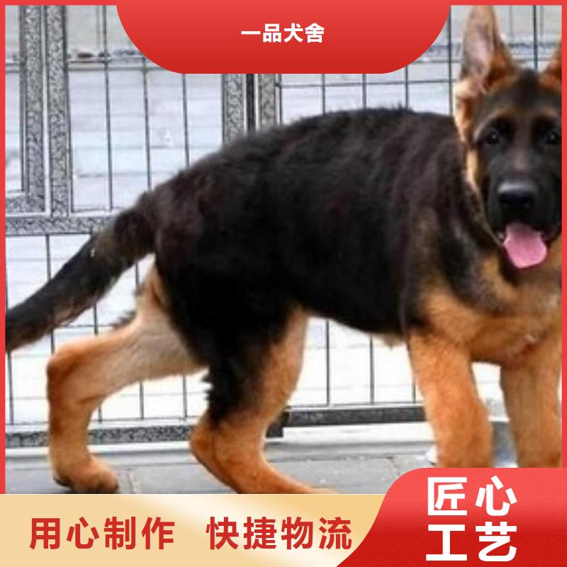 德国牧羊犬马犬厂家直销