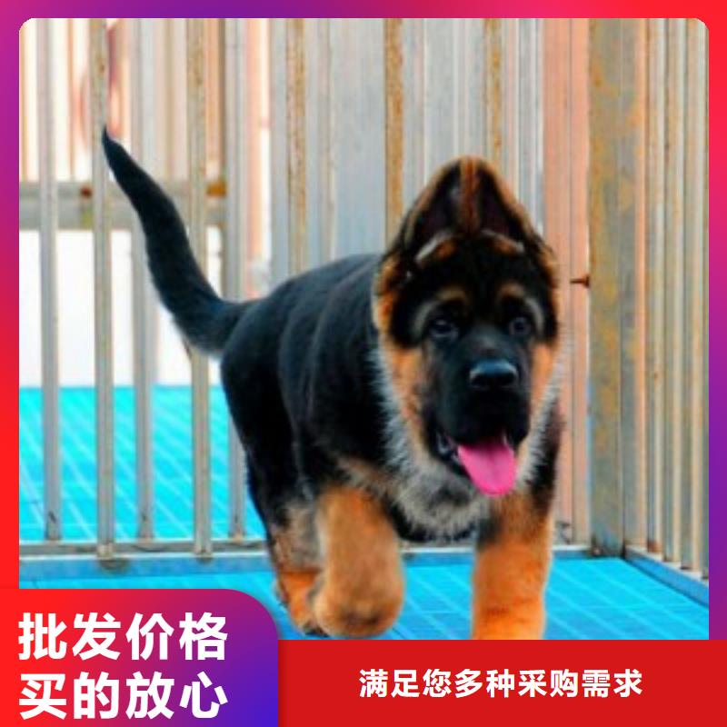 【德国牧羊犬】-马犬自有厂家