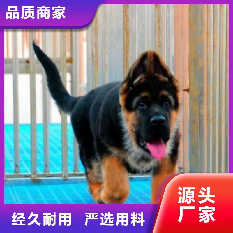 德国牧羊犬马犬定制定做