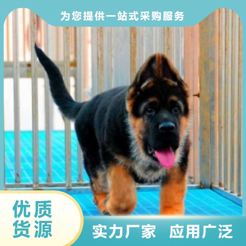 德国牧羊犬-罗威纳犬支持定制加工