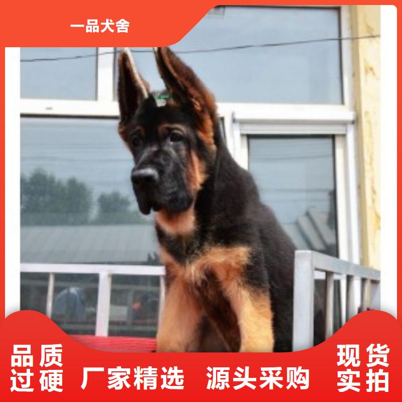 德国牧羊犬【罗威纳犬】多家仓库发货