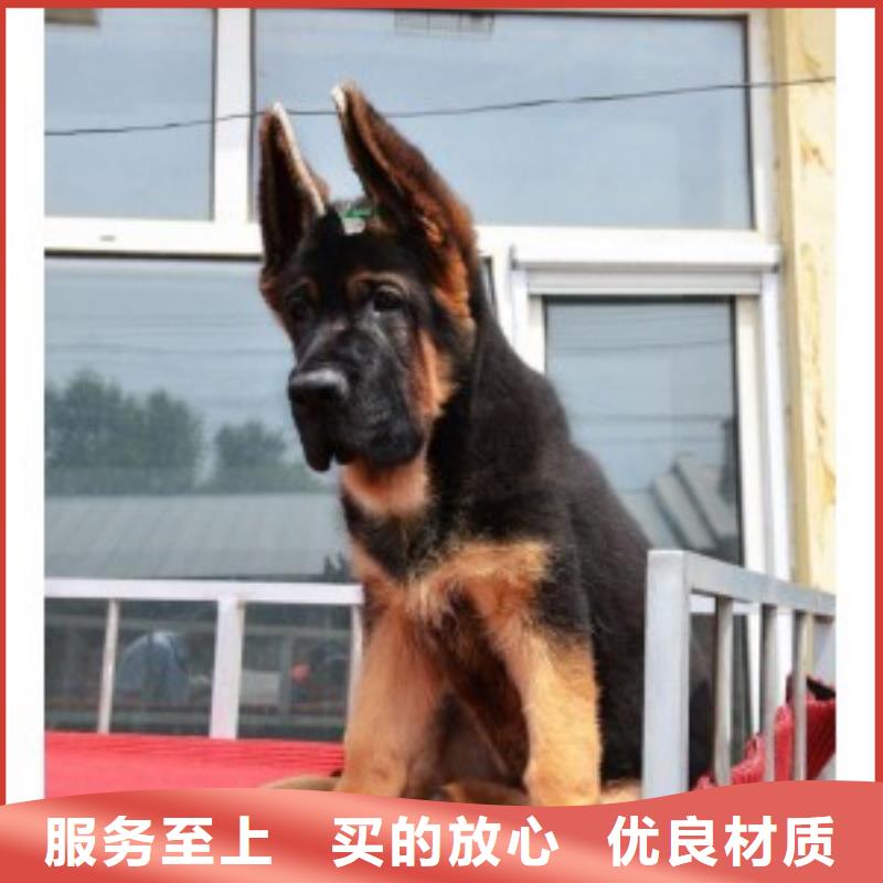 德国牧羊犬马犬敢与同行比质量