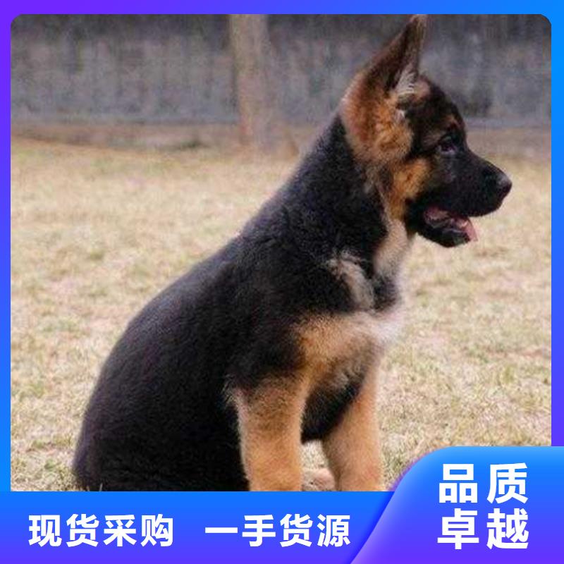 【德国牧羊犬】杜宾犬产品细节