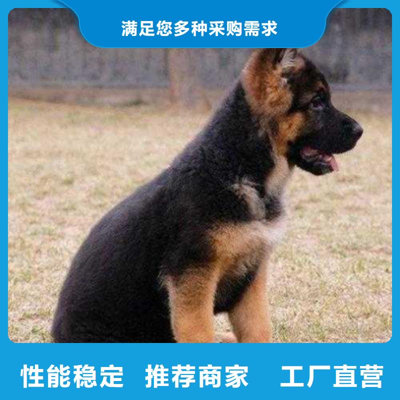 德国牧羊犬,【拉布拉多犬】现货交易