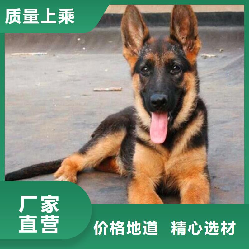 德国牧羊犬卡斯罗犬一致好评产品