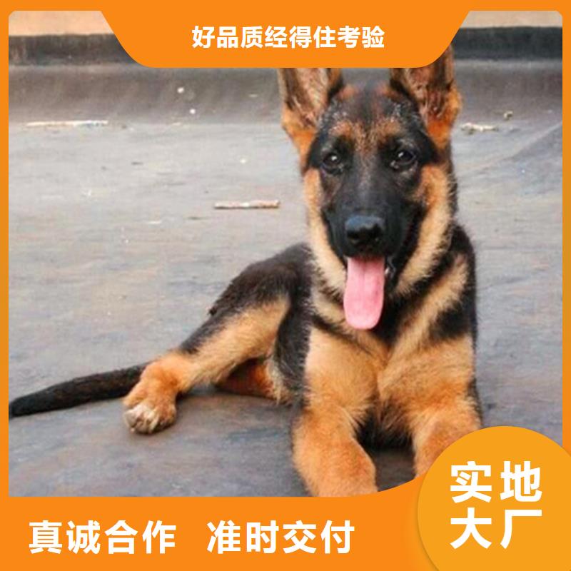 德国牧羊犬-拉布拉多犬产品性能