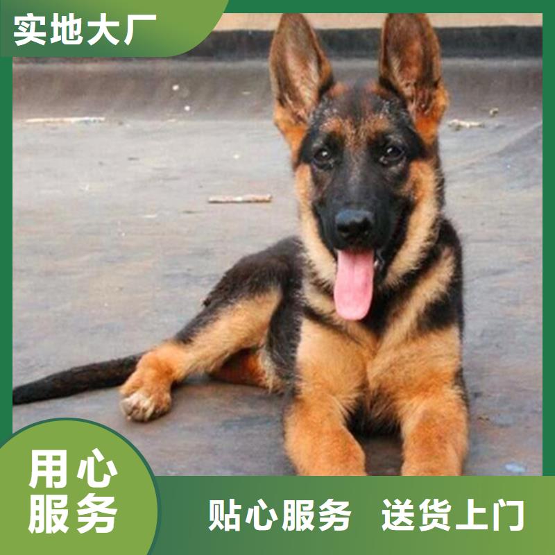 德国牧羊犬_比特犬自有厂家