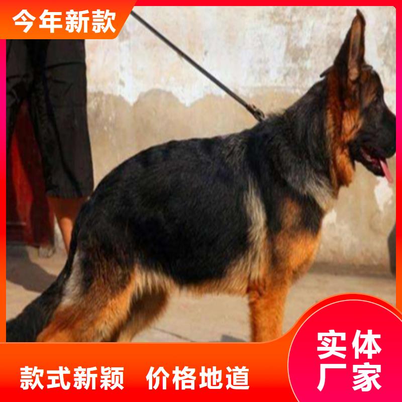 德国牧羊犬马犬精选厂家好货