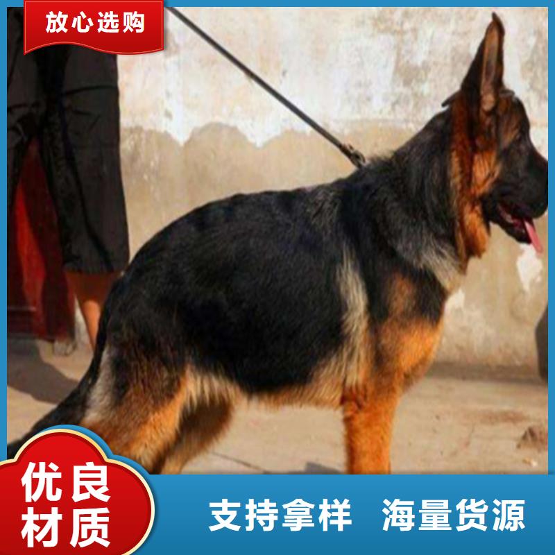 德国牧羊犬拉布拉多犬可零售可批发