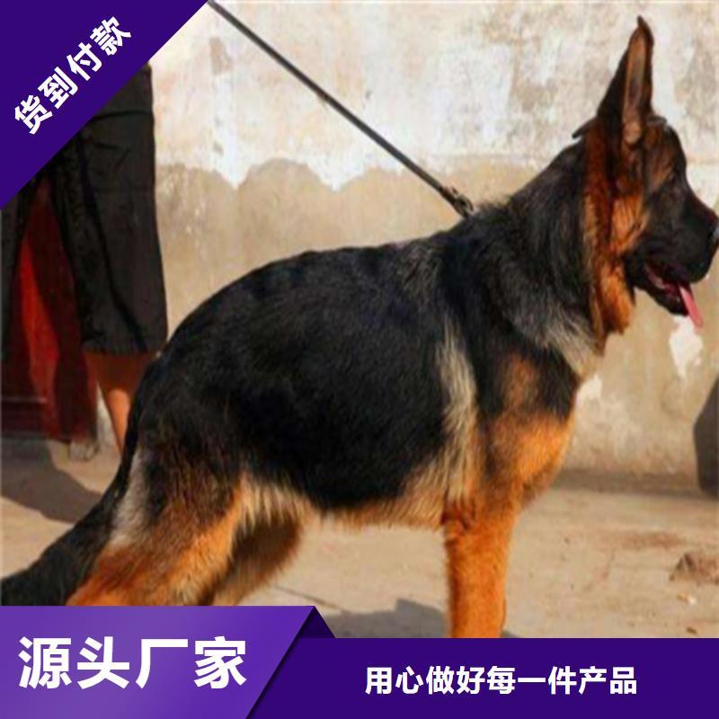 【德国牧羊犬】罗威纳犬工厂直销