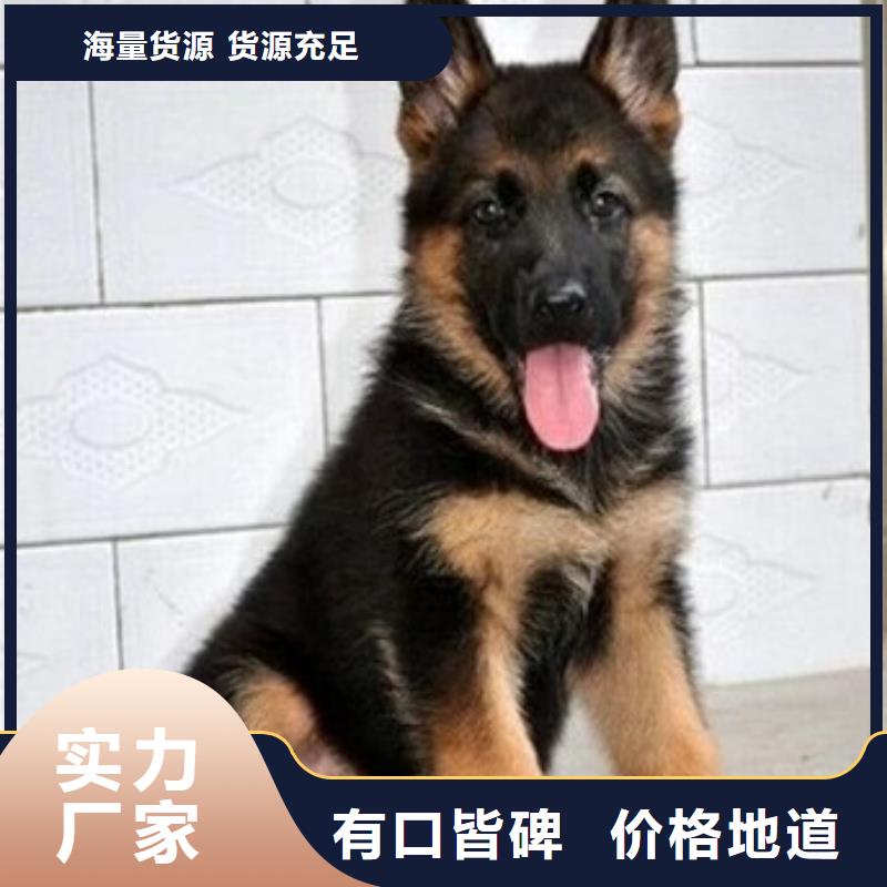 德国牧羊犬杜宾犬畅销本地