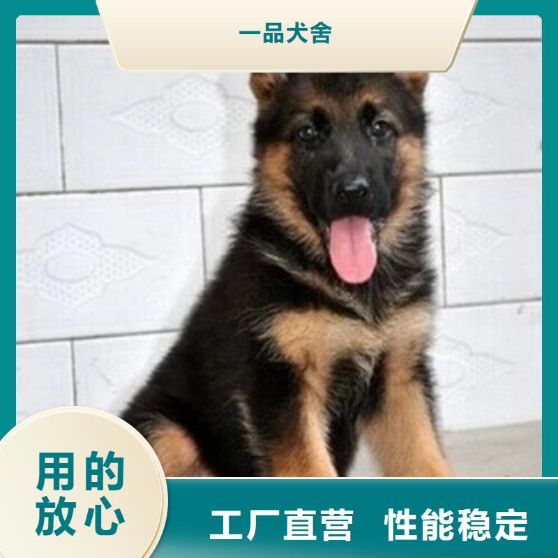 德国牧羊犬,杜宾犬产地直销