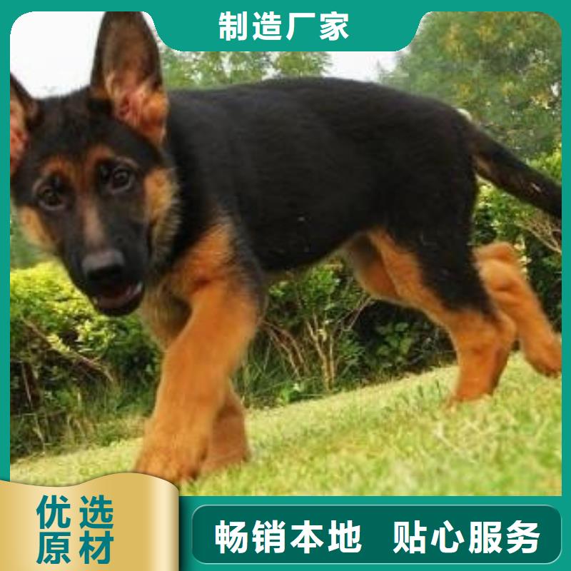 德国牧羊犬马犬精选厂家好货