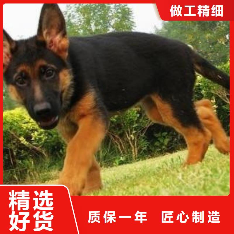 德国牧羊犬【卡斯罗犬】价格地道