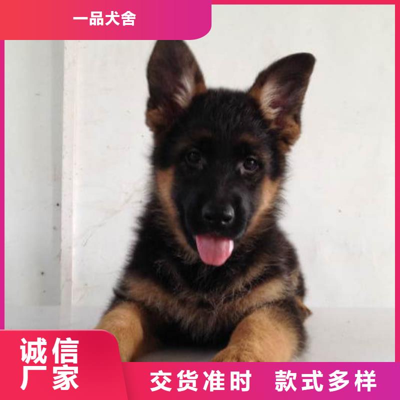 【德国牧羊犬】杜宾犬好产品不怕比