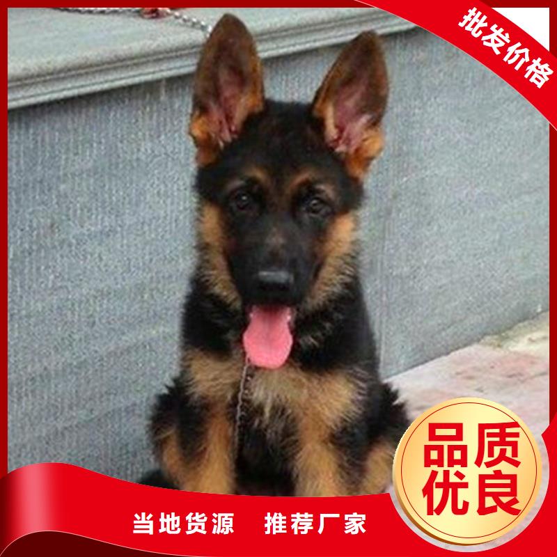 德国牧羊犬马犬厂家直销