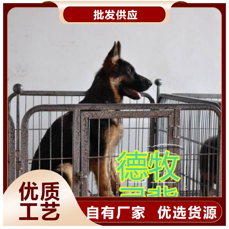 德国牧羊犬马犬使用寿命长久