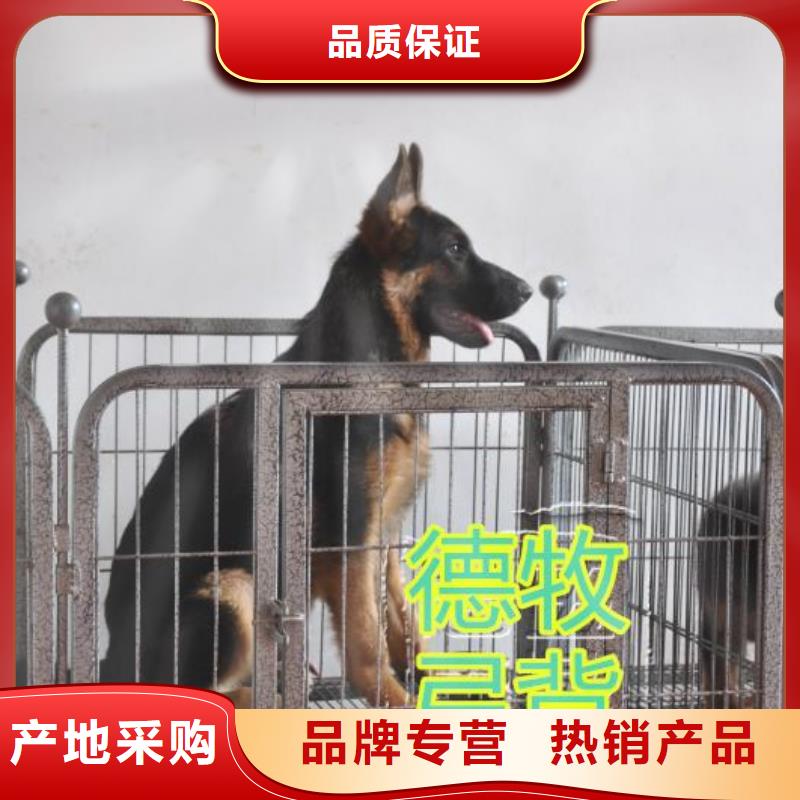 德国牧羊犬【罗威纳犬】多家仓库发货