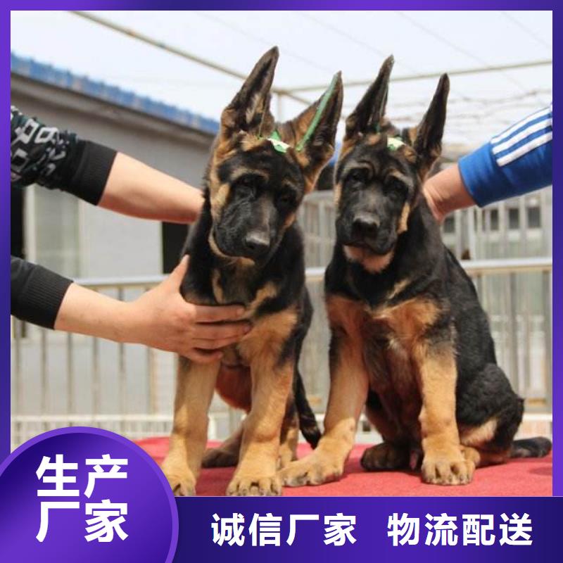 德国牧羊犬拉布拉多犬厂家质量过硬